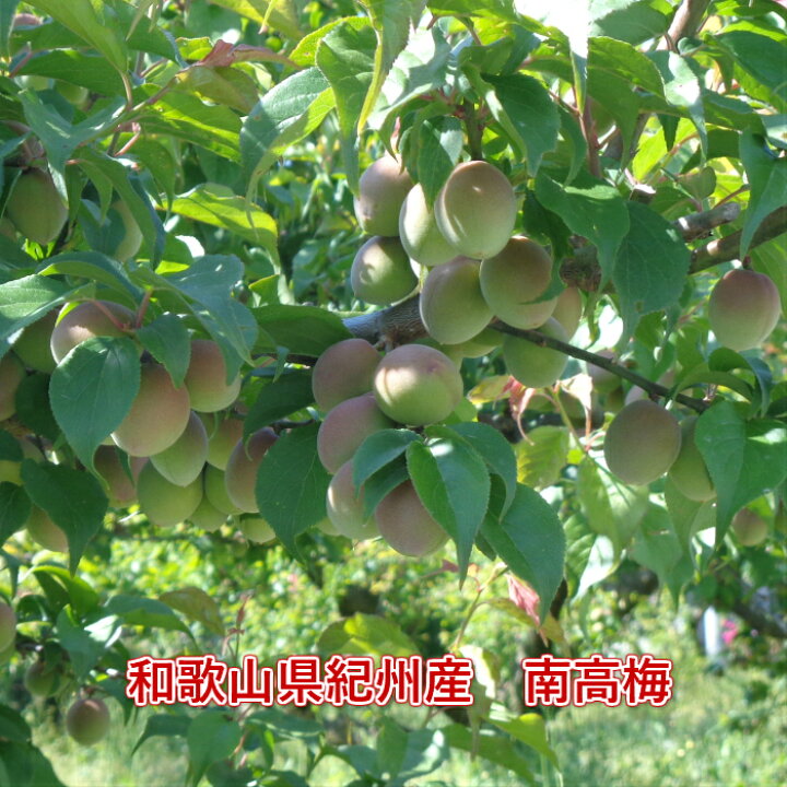 楽天市場】【赤秀青秀品混合】南高梅 【完熟梅 】3L/2L 10kg 