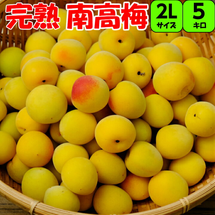 楽天市場】【秀品】2Lサイズ 5kg【完熟梅】和歌山県産 紀州南高梅 青梅 