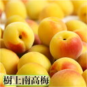 南高梅 完熟梅 3kg 3Lサイズ（大玉）送料無料 和歌山県産 紀州南高梅（生梅） 綺麗な梅と多少の傷のある梅が入ります。。梅干し・梅ジュース・梅ジャム・梅酒に最適です。厳選した、本場 南高梅をお届け。