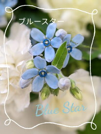 10時〆で翌日着◆水色の花「ブルースターのアレンジ」「誕生日 花 アレンジメント」「誕生日飾り」「青い花」「ブルーの花」「誕生日 花」「誕生日 花 +楽天」「誕生日 花 アレンジメント」「誕生日 花 あす楽」「誕生日プレゼント」「楽天市場花ギフト」「お供え 花」