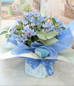 10時〆で翌日着☆新商品◆「水色の花」「ブルースター」の「花束」「ブルーの花」「青い花」「ブルーのブーケ」「誕生日 花」「ブルースター　花」「誕生日プレゼント」「誕生日飾り」「誕生日プレゼン 花」「誕生日 花」「お供え 花」「ペットのお供え」「お祝い 花」