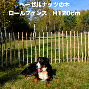 ؐtFX 120cm 5m w[[ibc̖ؐ ȃ[tFX ͂ Wiktrans CObVK[f K[ftFX hbO