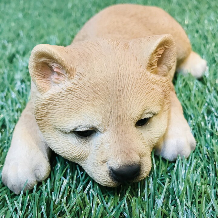 驚きの値段で インテリア置物 柴犬 子犬 動物オブジェ置物 樹脂 製 約 23 x11 xh18 箱入 Lacistitis Es 驚きの値段で インテリア置物 柴犬 子犬 動物オブジェ置物 樹脂 製 約 23 x11 xh18 箱入 Lacistitis Es