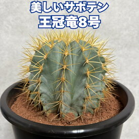 サボテン 王冠竜 8号鉢 大型 観葉植物 ブルーバレルカクタス フェロカクタスグラウケセンス 多肉植物 おしゃれでかわいい ギフト 置物 プレゼント インテリア 贈り物 卓上 テーブル 大きい 部屋 室内 リビング 玄関 ベランダ テレビ横 ドライガーデン