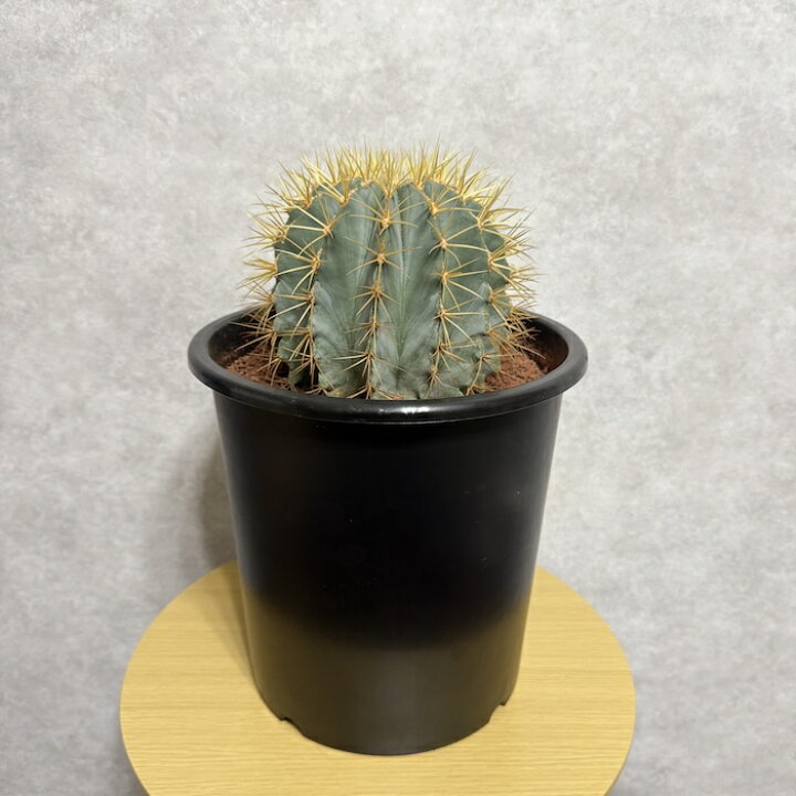 楽天市場】サボテン 王冠竜 8号鉢 大型 観葉植物 ブルーバレルカクタス 