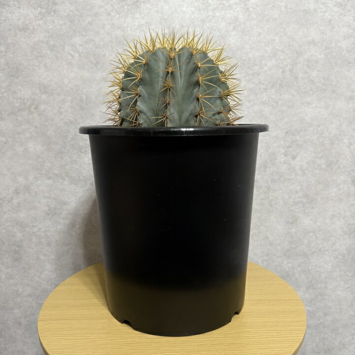 楽天市場】サボテン 王冠竜 8号鉢 大型 観葉植物 ブルーバレルカクタス 