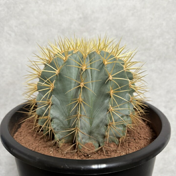 楽天市場】サボテン 王冠竜 8号鉢 大型 観葉植物 ブルーバレルカクタス 
