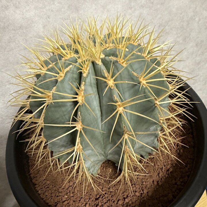 楽天市場】サボテン 王冠竜 8号鉢 大型 観葉植物 ブルーバレルカクタス 