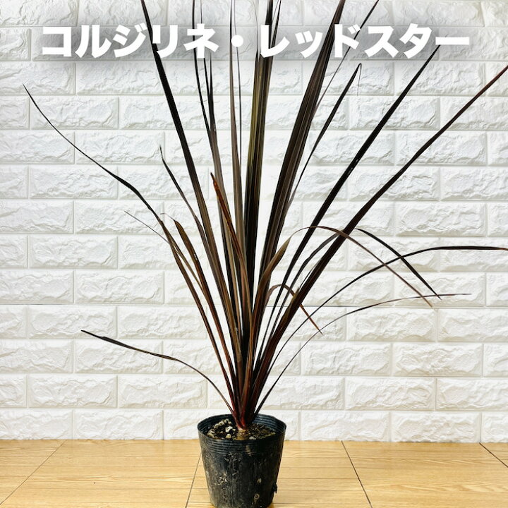 楽天市場】観葉植物 コルジリネ レッドスター 5号ポット 赤ドラセナ 