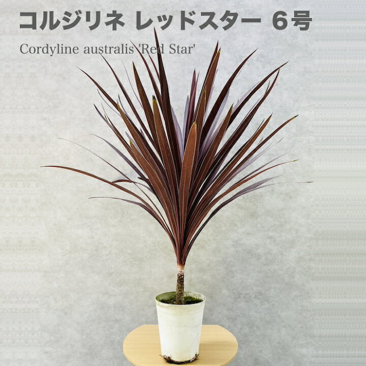 楽天市場】観葉植物 コルジリネ レッドスター 6号鉢 赤ドラセナ  