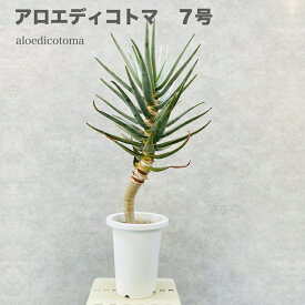 現品 観葉植物 アロエ ディコトマ 7号鉢 大型 多肉植物 大株 aloe たかろかい 高蘆薈 おしゃれな室内インテリア 結婚祝い 新築祝い 開店 開業祝い 誕生日 母の日 父の日 記念日 敬老の日 部屋 リビング 玄関 ベランダ プレゼント ギフト テレビ横