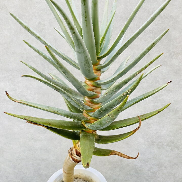 楽天市場】現品 観葉植物 アロエ ディコトマ 7号鉢 大型 多肉植物 大株 