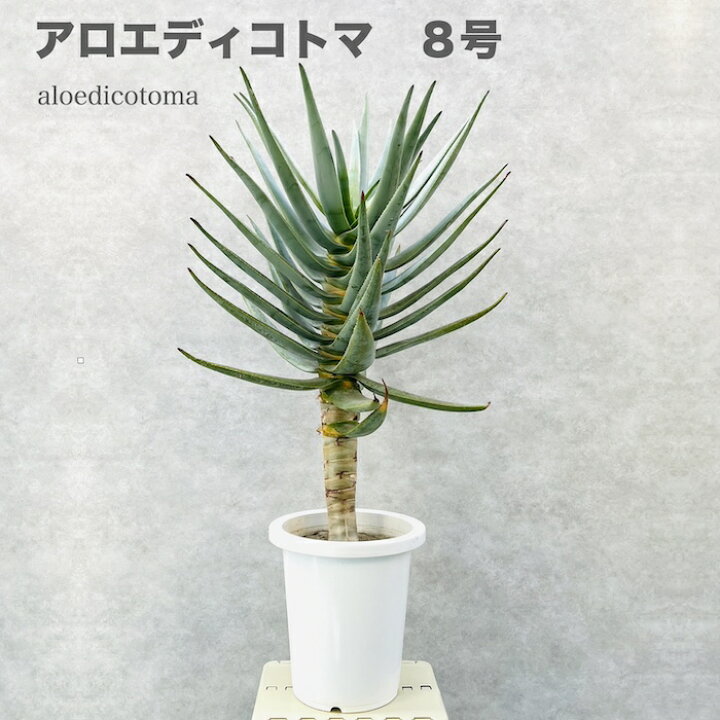 楽天市場】現品 観葉植物 アロエ ディコトマ 8号鉢 大型 多肉植物 大株 