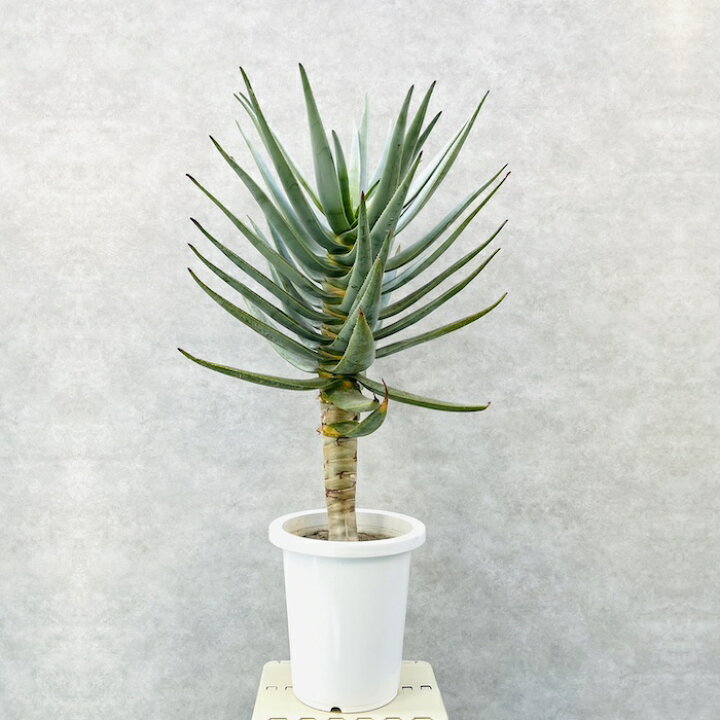 楽天市場】現品 観葉植物 アロエ ディコトマ 8号鉢 大型 多肉植物 大株 