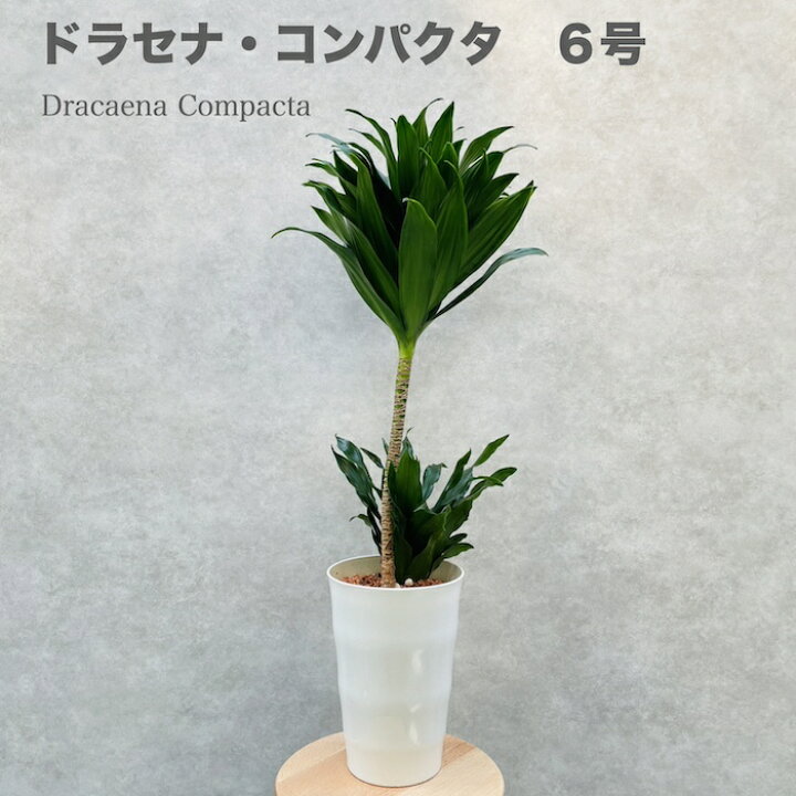 楽天市場】観葉植物 ドラセナ コンパクタ 6号鉢 幸福の木 デレメンシス 