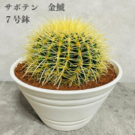 サボテンの王様 金鯱 7号鉢 大型 観葉植物 多肉植物 金シャチ おしゃれでかわいい ギフト 置物 プレゼント インテリア 贈り物 卓上 テーブル 仙人掌 キンシャチ 大きい 部屋 室内 リビング 玄関 ベランダ テレビ横 ドライガーデン