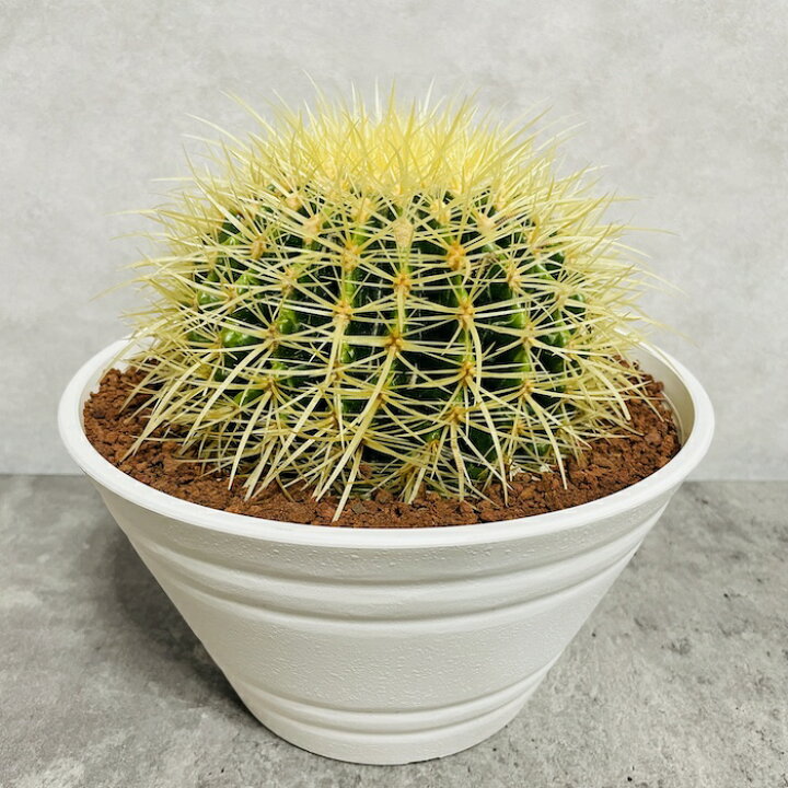 楽天市場】サボテンの王様 金鯱 7号鉢 大型 観葉植物 多肉植物 金 