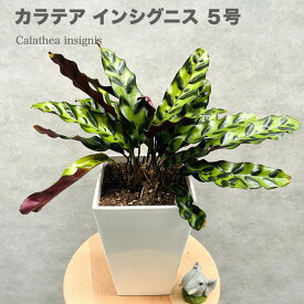 観葉植物 カラテア・インシグニス 5号鉢 ランキフォリア おしゃれな室内インテリア ランシフォリア 部屋 室内 リビング 玄関 ベランダ プレゼント ギフト テレビ横