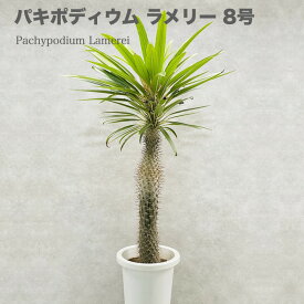 観葉植物 パキポディウム・ラメリー 8号鉢株 大型 塊根植物 コーデックス 多肉植物 ラメレイ おしゃれな室内インテリア 結婚祝い 新築祝い 開店 開業祝い 誕生日 母の日 父の日 記念日 敬老の日 部屋 リビング 玄関 ベランダ プレゼント ギフト テレビ横 ドライガーデン