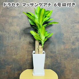 観葉植物 ドラセナ マッサンゲアナ 6号鉢 受け皿付き 鉢底から70cm程度 幸福の木 デレメンシス フレグランス マッサン おしゃれな室内インテリア 結婚祝い 新築 開店 開業祝い 誕生日 母の日 父の日 記念日 敬老の日 部屋 リビング 玄関 ベランダ プレゼント ギフト テレビ横