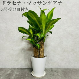 観葉植物 ドラセナ マッサンゲアナ 5号鉢 幸福の木 フレグランス マッサン 育てやすい 初心者 おしゃれ インテリア グリーン 結婚祝い 新築祝い 開店祝い 誕生日 母の日 父の日 敬老の日 プレゼント ギフト 贈り物 リビング 玄関 室内 鉢植え