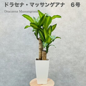 観葉植物 ドラセナ マッサンゲアナ 6号鉢 鉢底から70cm程度 幸福の木 デレメンシス フレグランス マッサン おしゃれな室内インテリア 結婚祝い 新築祝い 開店 開業祝い 誕生日 母の日 父の日 記念日 敬老の日 部屋 リビング 玄関 ベランダ プレゼント ギフト テレビ横