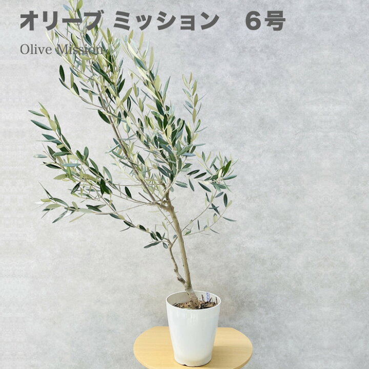 楽天市場】現品 オリーブの木 ミッション 6号鉢苗 鉢底から120cm程度 