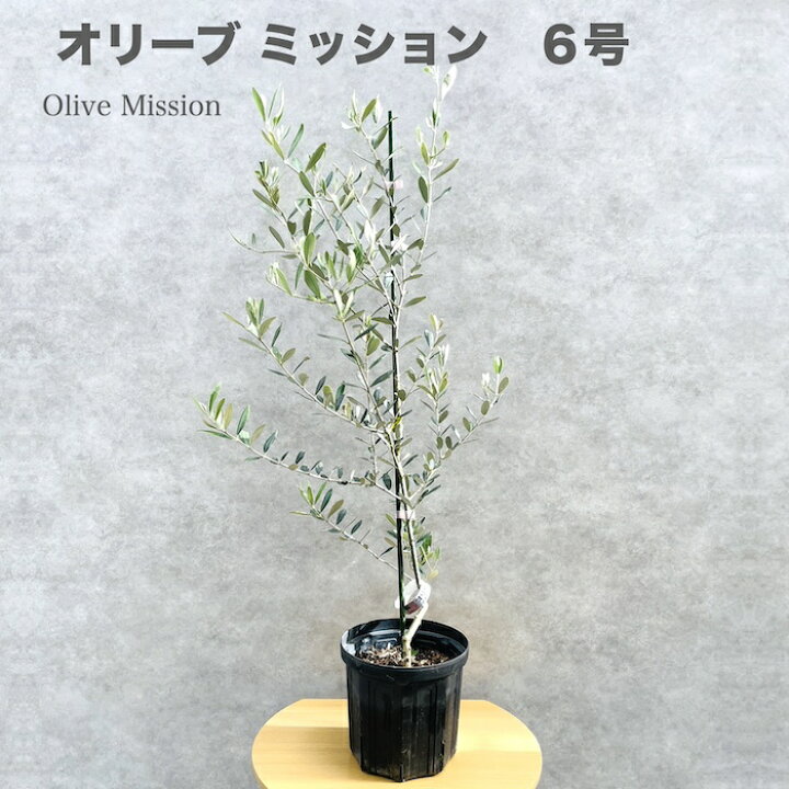 楽天市場】オリーブの木 ミッション 6号鉢苗 鉢底から90cm程度 直立型 