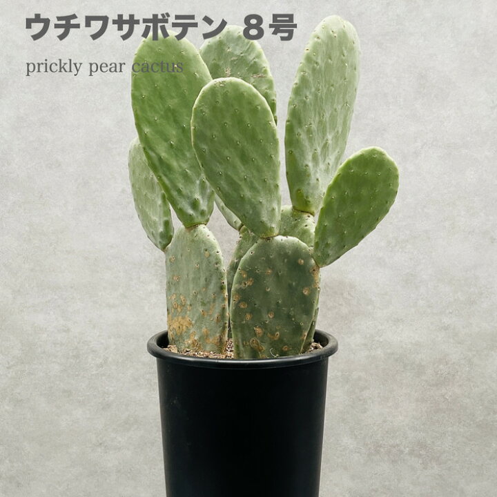 楽天市場】観葉植物 ウチワサボテン オプンチア 8号鉢株 大型 多肉植物 