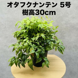 オタフクナンテン 15cmポット苗 お多福南天 株 下草 常緑広葉樹 紅葉種 グランドカバー 庭 花壇 鉢植え 高耐寒