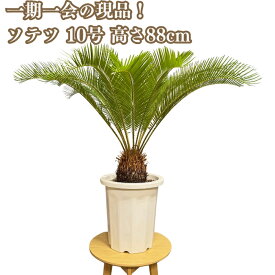 現品 観葉植物 ソテツ 蘇鉄 10号鉢苗 大型種類 大きい 鉢植え 和風 和室 南国 おしゃれな室内インテリア 日陰 風水 玄関 リビング 初心者におすすめ 簡単で育てやすい 耐陰性 部屋 屋外 かわいい ベランダ プレゼント ギフト 開店祝い 結婚祝い 窓際 テレビ横 モダン 贈答