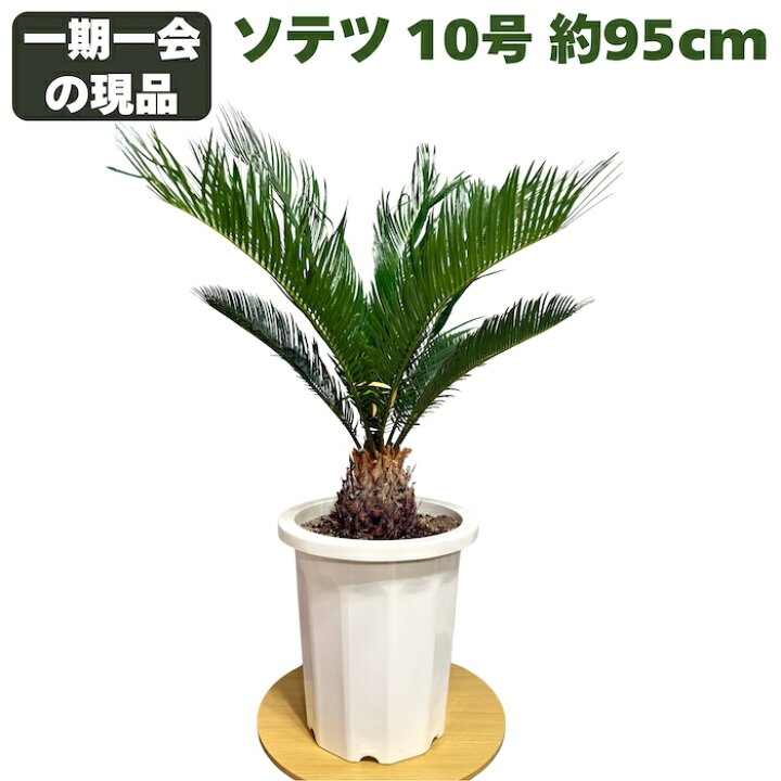 楽天市場】現品 観葉植物 ソテツ 蘇鉄 10号鉢苗 大型種類 大きい 