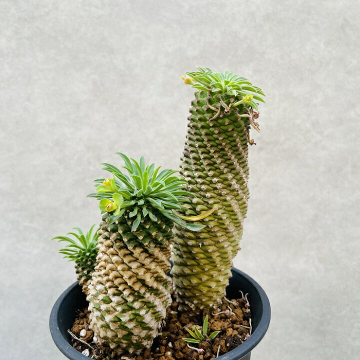 楽天市場】観葉植物 ユーフォルビア ソテツキリン 4号鉢苗 