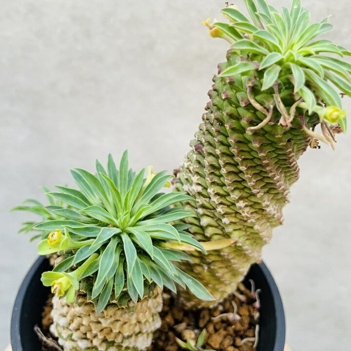 楽天市場】観葉植物 ユーフォルビア ソテツキリン 4号鉢苗 