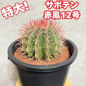 T{eԖP 12 ^ TCY tFJN^XX^ClV[ ϗtA A ł킢 Mtg u v[g CeA 蕨  e[u 傫   r