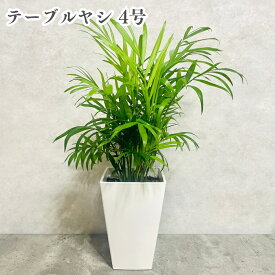 観葉植物 テーブルヤシ 4号鉢 おしゃれな室内インテリア チャメドレア 結婚祝い 新築祝い 開店 開業祝い 誕生日 母の日 父の日 記念日 敬老の日 部屋 リビング 玄関 ベランダ プレゼント ギフト テレビ横
