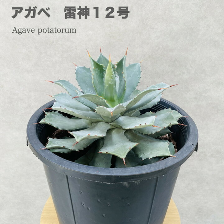 楽天市場】観葉植物 アガベ ポタトラム 雷神 12号鉢株 大型 大株 