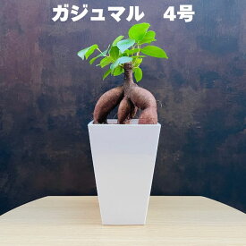 ガジュマルの木 観葉植物 4号鉢苗 小さいサイズ 鉢植え おしゃれな室内インテリア 和風 和室 日陰 風水 玄関 リビング 初心者にもおすすめ 簡単で育てやすい種類 耐陰性 部屋 屋外 かわいい ベランダ プレゼント ギフト 開店祝い 結婚祝い 窓際 テレビ横 グリーン モダン