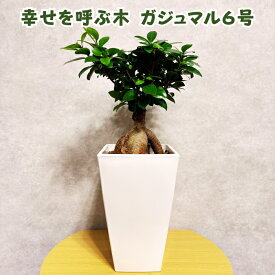 ガジュマル 観葉植物 6号鉢苗 幸せを呼ぶ木 大きいサイズ 鉢植え おしゃれな室内インテリア 和風 和室 日陰 風水 玄関 リビング 初心者にもおすすめ 簡単で育てやすい種類 耐陰性 部屋 屋外 かわいい ベランダ プレゼント ギフト 開店祝い 窓際 テレビ横 グリーン