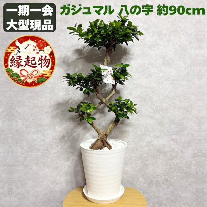 楽天市場】現品 1点もの ガジュマル 観葉植物 高さ約90cm 八の字 8号鉢 