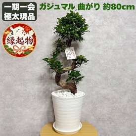 観葉植物 ガジュマル 昇り竜 曲がり 現品 8号鉢 高さ約80cm 受け皿付き 多幸の木 縁起物 盆栽 風水 大型 室内 おしゃれ インテリア 珍しい 希少 一点もの 結婚 新築祝い 開店祝い 誕生日 記念日 プレゼント ギフト 敬老の日 大きい