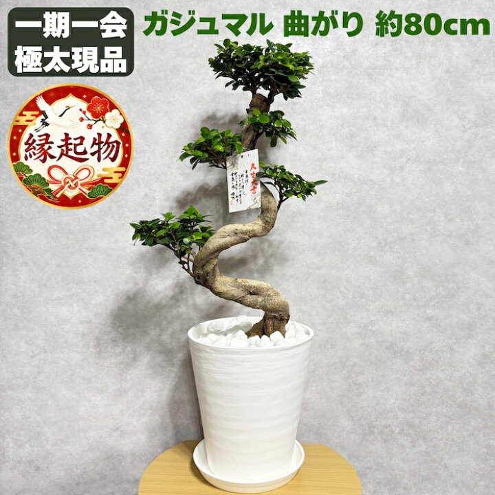 楽天市場】観葉植物 ガジュマル 昇り竜 曲がり 現品 8号鉢 高さ約80cm 