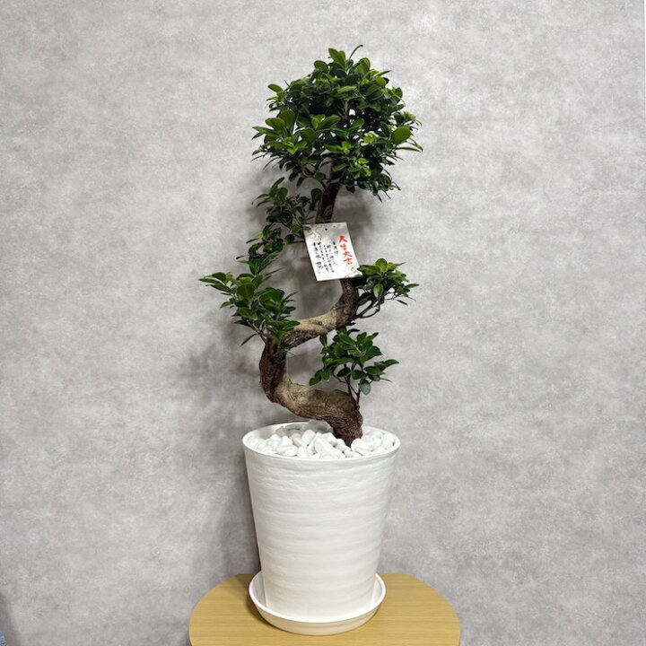 楽天市場】ガジュマル 観葉植物 高さ70cm前後 曲がり 8号鉢苗 受け皿 