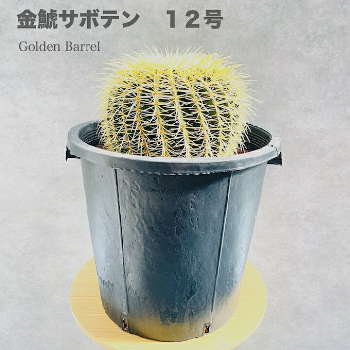 楽天市場】サボテンの王様 金鯱 12号鉢 大型 特大サイズ 観葉植物 多肉  