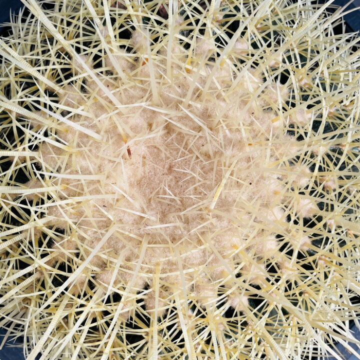 楽天市場】サボテンの王様 金鯱 12号鉢 大型 特大サイズ 観葉植物 多肉  