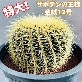 サボテンの王様 金鯱 12号鉢 大型 特大サイズ 観葉植物 多肉植物 金シャチ おしゃれでかわいい ギフト 置物 プレゼント インテリア 贈り物 卓上 テーブル 仙人掌 キンシャチ 大きい 部屋 室内 リビング 玄関 ベランダ テレビ横 ドライガーデン
