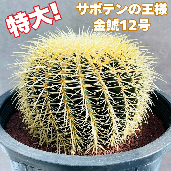 楽天市場】サボテンの王様 金鯱 12号鉢 大型 特大サイズ 観葉植物 多肉 