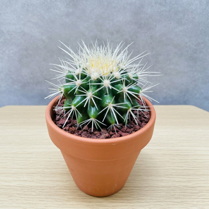 楽天市場】サボテンの王様 金鯱 3号鉢 観葉植物 多肉植物 金シャチ 