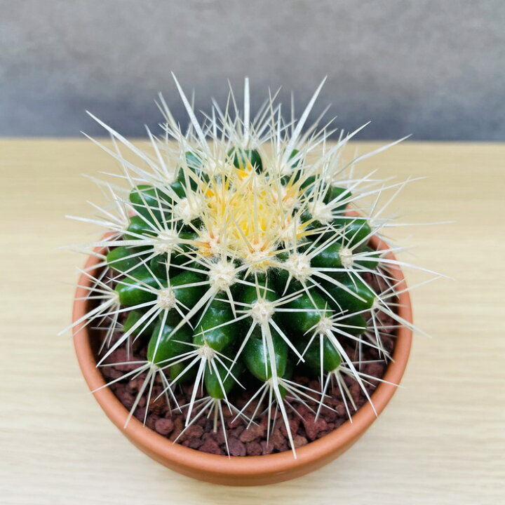 楽天市場】サボテンの王様 金鯱 3号鉢 観葉植物 多肉植物 金シャチ  
