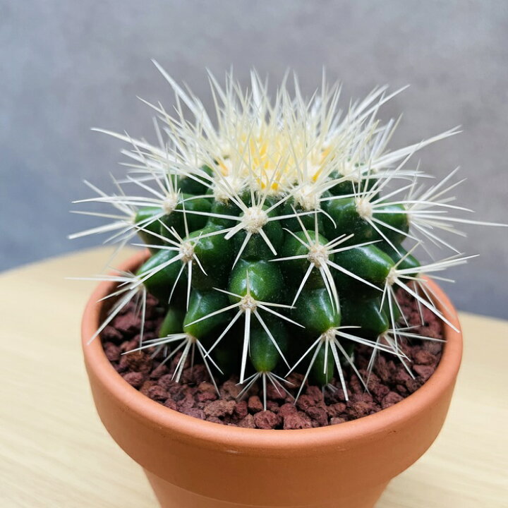 楽天市場】サボテンの王様 金鯱 3号鉢 観葉植物 多肉植物 金シャチ  